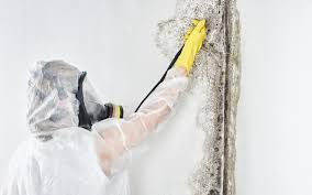 Moreno Valley, CA Mold Removal & Remediation Company